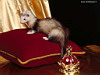 miniatura_66 copia